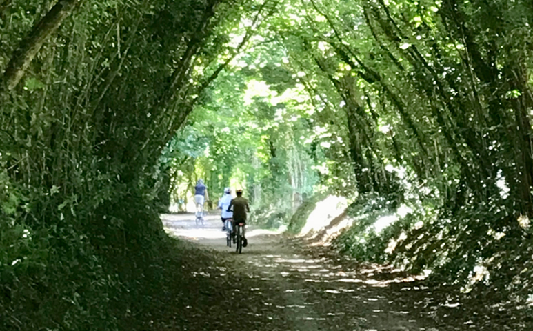 Cycle or Walk the Camel Trail