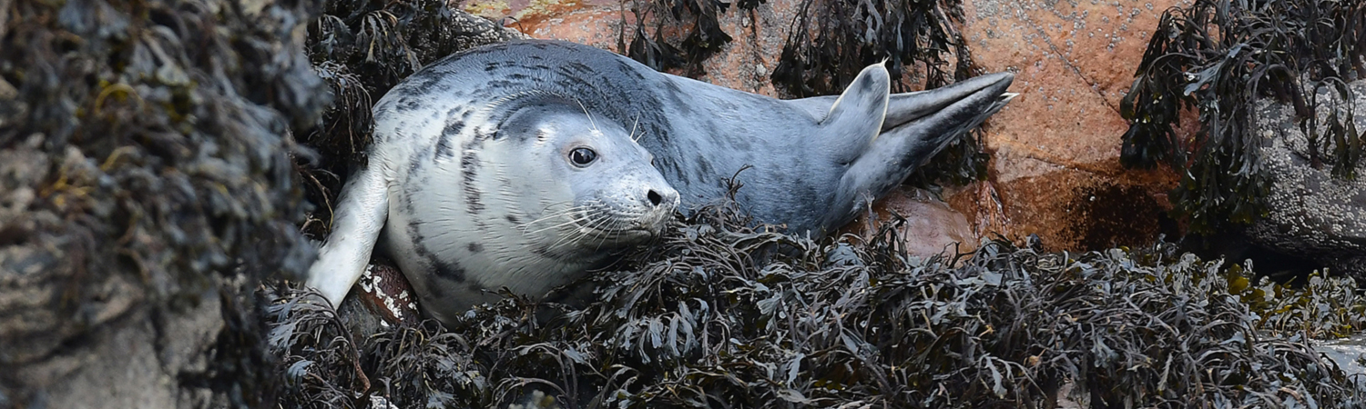 Grey Seal