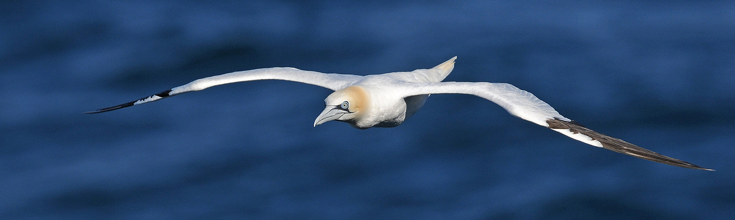 Gannet