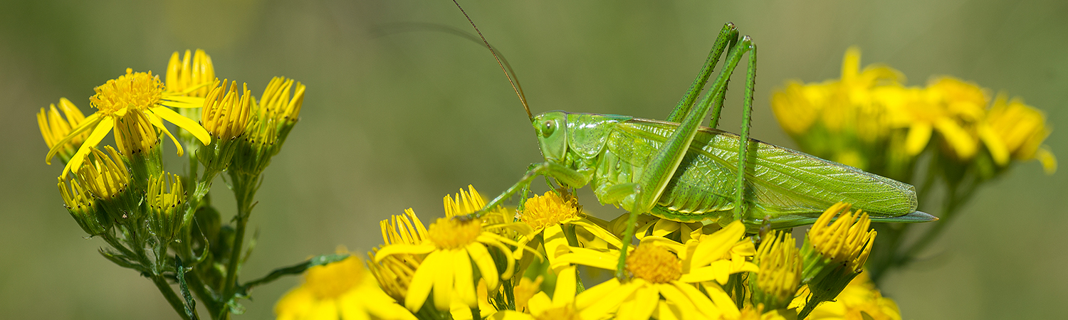 Great Green Bush Cricket