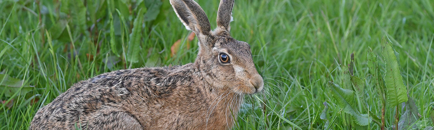 Brown Hare