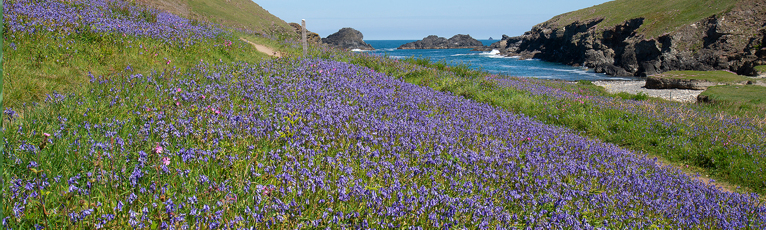 Bluebells and Red Campions