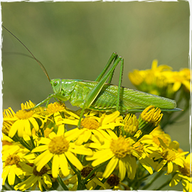 Great Green Bush Cricket