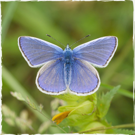 Common Blue