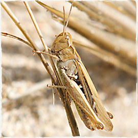 Common Field Grasshopper