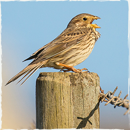 Corn Bunting