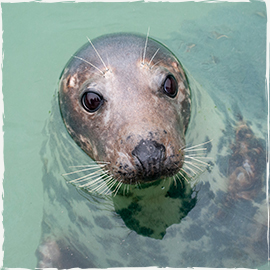 Grey Seal