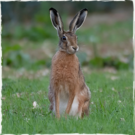 Brown Hare