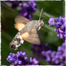 Humming Bird Hawk Moth