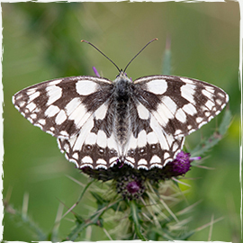 Marbled White