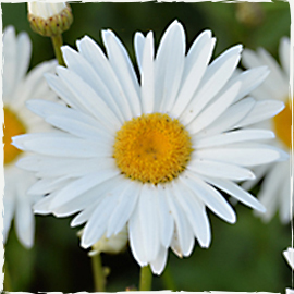 Oxeye Daisy