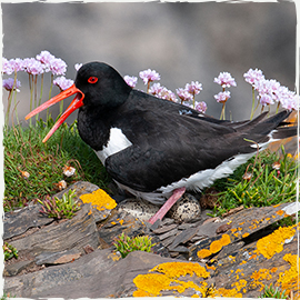 Oystercatcher