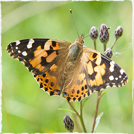 Painted Lady