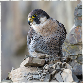 Peregrine Falcon