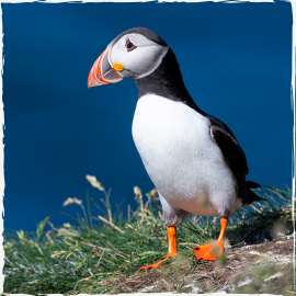 Puffin