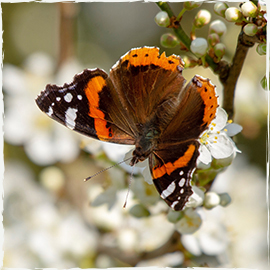 Red Admiral