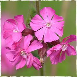 Red Campion