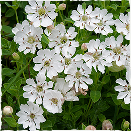 Sea Campion