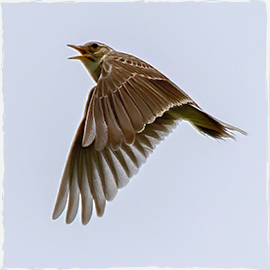 Skylark