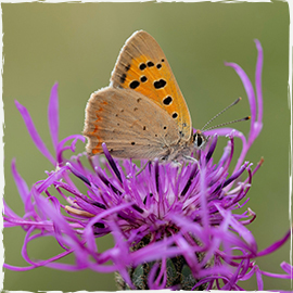 Small Copper