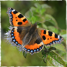 Tortoiseshell