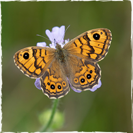 Wall Brown